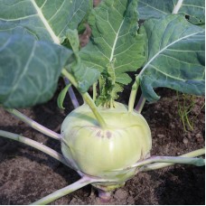 Kohlrabi - 'Delikatess White'
